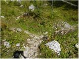 Stara Fužina - Planina pod Mišelj vrhom